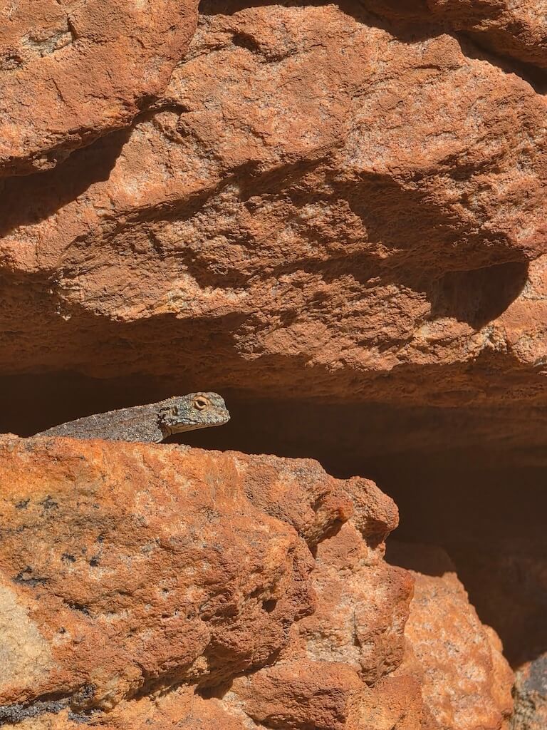 Lizard greeting the morning sun on a rock face